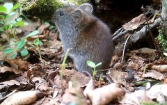 Craseomys rufocanus