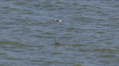 Aechmophorus occidentalis