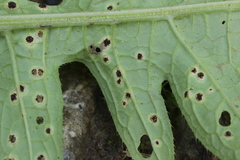 Puccinia cnici-oleracei