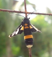 Amata sperbius