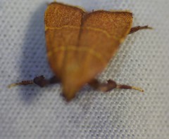 Parachma ochracealis