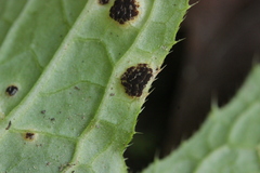 Puccinia cnici-oleracei