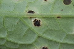 Puccinia cnici-oleracei