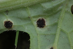 Puccinia cnici-oleracei