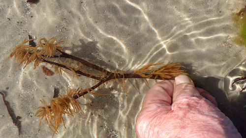 Spongonema tomentosum observed 2020-08-07