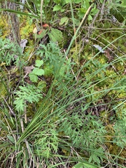 Packera millefolium