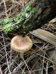 Inocybe flocculosa