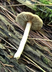 Inocybe flocculosa