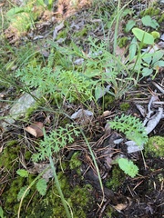 Packera millefolium