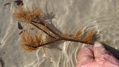 Spongonema tomentosum