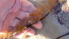 Spongonema tomentosum