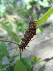 Battus philenor hirsuta