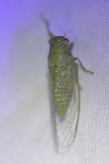 Cicadettana