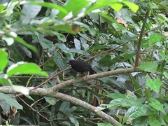 Laniarius leucorhynchus