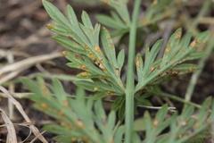 Puccinia rugulosa