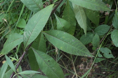 Coleosporium senecionis