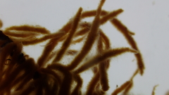 Spongonema tomentosum