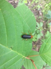 Neopyrochroa flabellata