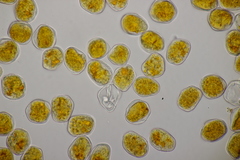 Puccinia rugulosa