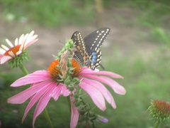 Papilio polyxenes