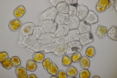 Puccinia rugulosa