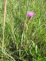 Cirsium flodmanii