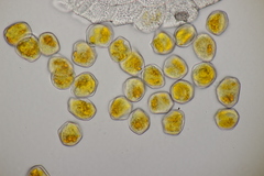 Puccinia rugulosa
