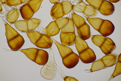 Puccinia rugulosa