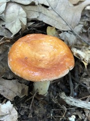 Lactarius croceus