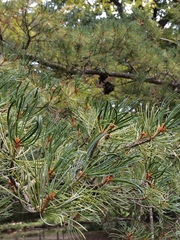Pinus parviflora