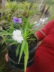 Ruellia