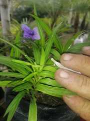 Ruellia