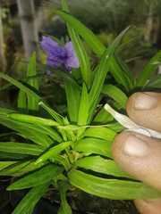 Ruellia