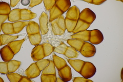 Puccinia rugulosa