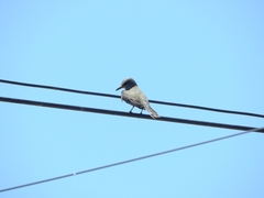 Tyrannus melancholicus