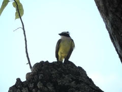 Pitangus sulphuratus