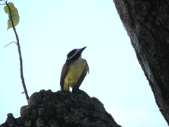 Pitangus sulphuratus
