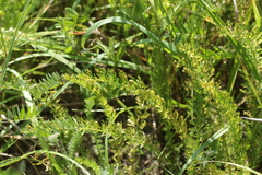Puccinia cnici-oleracei