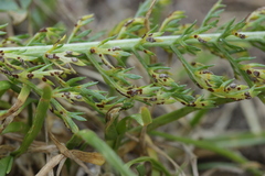 Puccinia cnici-oleracei