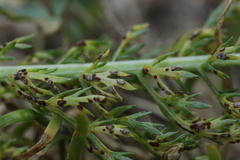 Puccinia cnici-oleracei