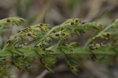 Puccinia cnici-oleracei