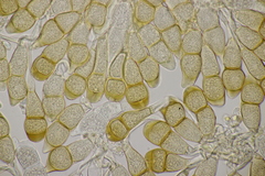 Puccinia cnici-oleracei