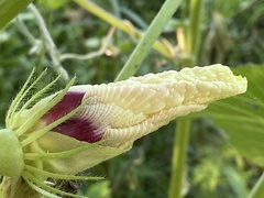 Abelmoschus esculentus