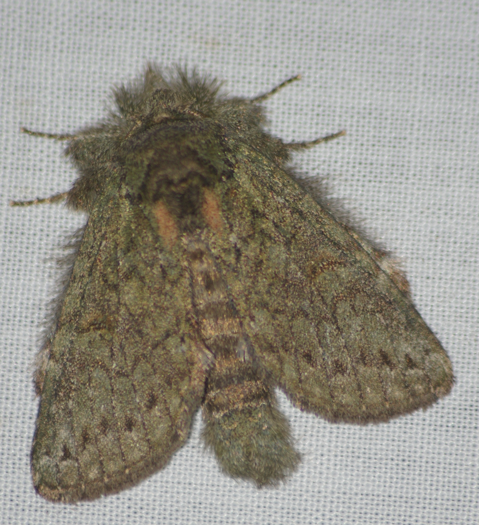 Saddled Prominent (Pennsylvania Moths) · iNaturalist