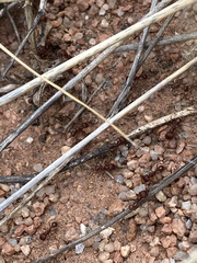 Pogonomyrmex occidentalis