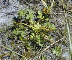 Glehnia littoralis leiocarpa