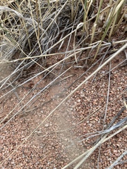 Pogonomyrmex occidentalis