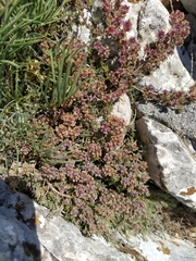 Thymus tauricus