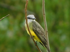 Tyrannus melancholicus