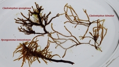 Spongonema tomentosum